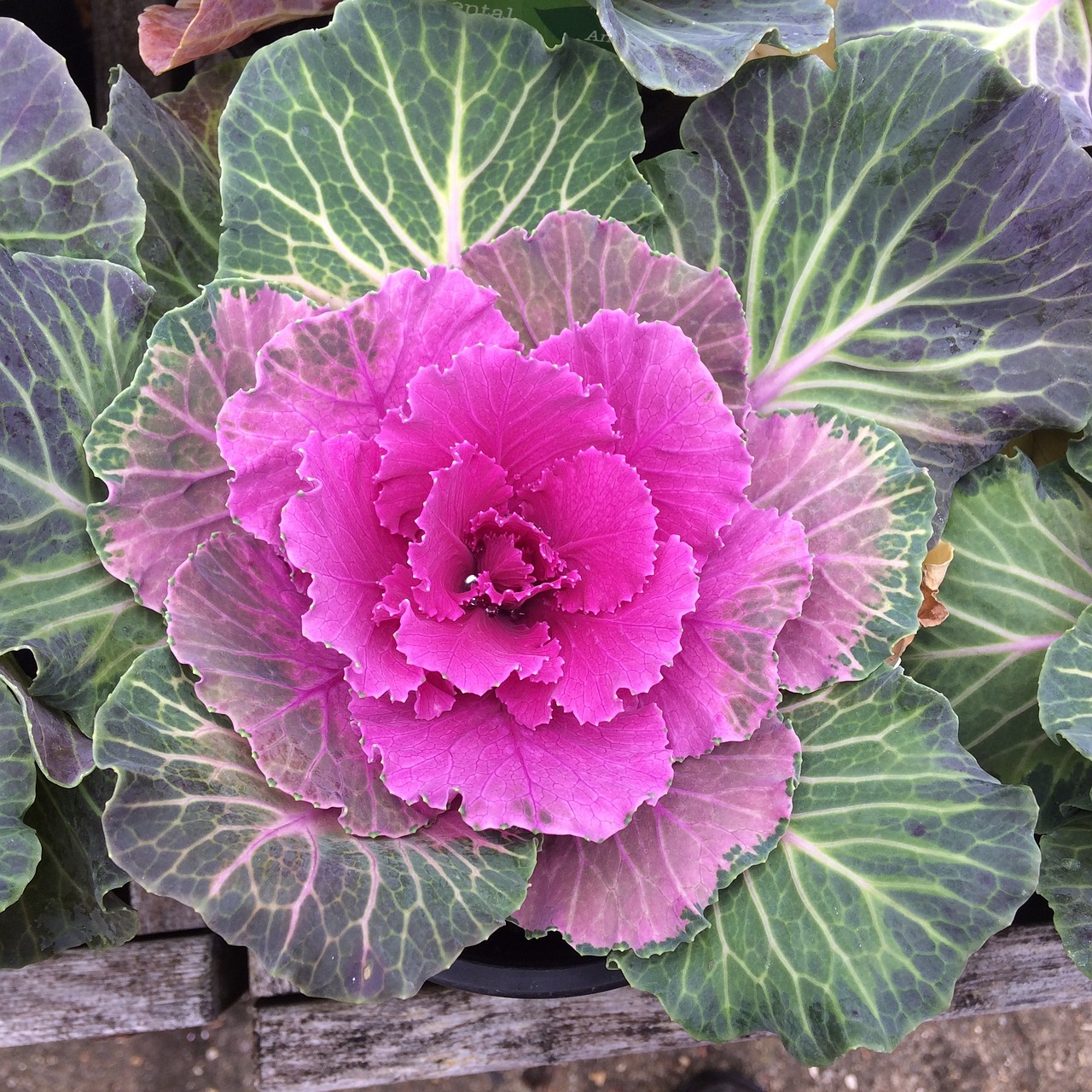 Best Tips for Growing Cabbage in Your Garden